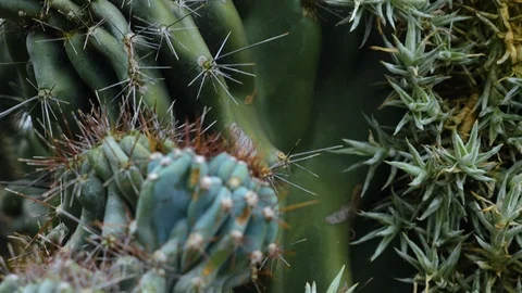 Close up of cactus in the desert Stock Footage 123454093
