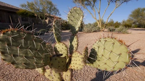 Close up cactus in desert landscape - Phoenix, AZ Stock Footage 99993721