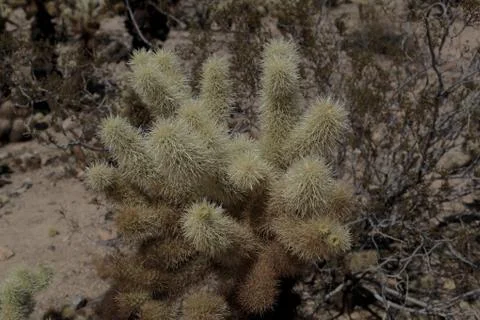 Close up of cactus in the desert. Stock Photos