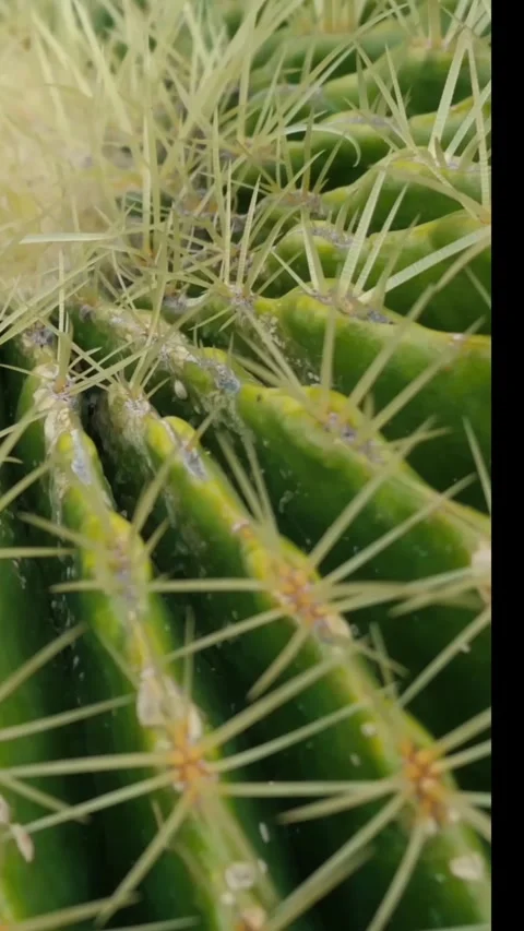 Close-up of a cactus displaying sharp spines in a sunny desert setting Stock Footage 322031789
