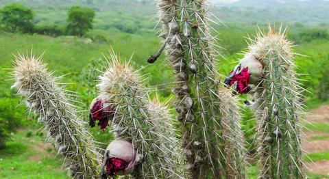 Close-up of a cactus displaying sharp spines and exposed bright pink fruits.. Stock Photos