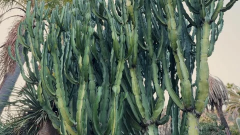 Close up of cactus Euphorbia triangular, or Euphorbia triangular in a cacti Stock Footage 281858071