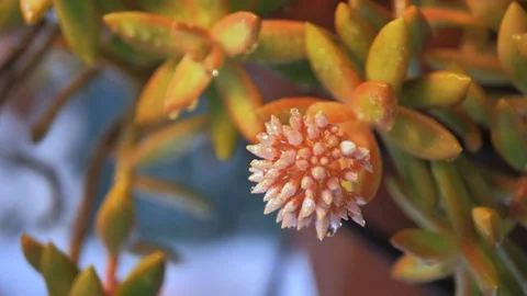Close-up of cactus flower dropping drops of rain water in slow motion Stock Footage 128540601