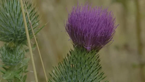 Close up of cactus flower Stock Footage 124976319