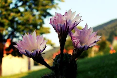 Close up of cactus flower, large flower with details Foto stock