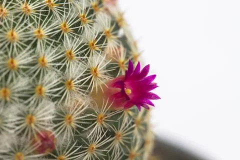 Close up of Cactus flower Stock Photos