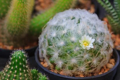 Close up of Cactus flower 스톡 사진