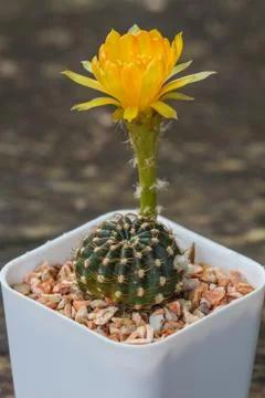 Close up of Cactus flower Foto stock