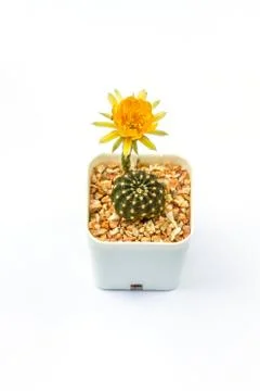Close up of Cactus flower 스톡 사진