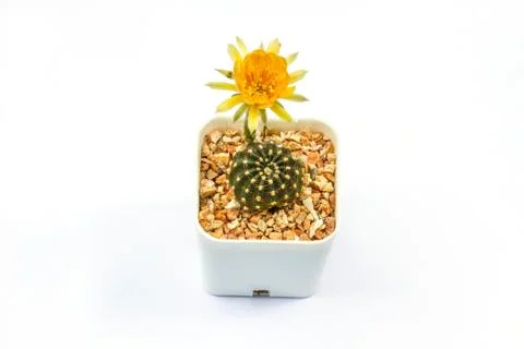 Close up of Cactus flower Stock Photos
