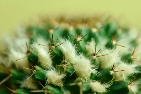 Close-up Cactus with flower Stock Photos