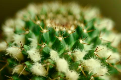 Close-up Cactus with flower Stock Photos