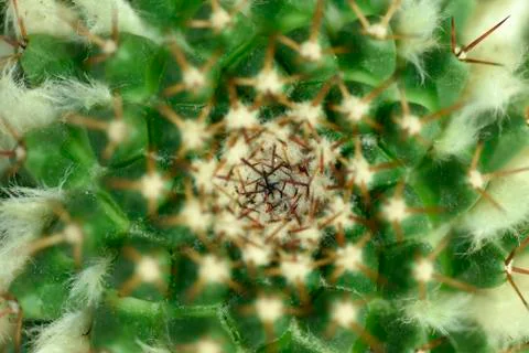 Close-up Cactus with flower Stock Photos
