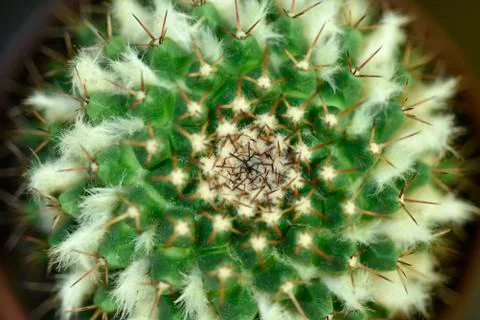 Close-up Cactus with flower Stock Photos