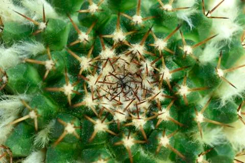 Close-up Cactus with flower Stock Photos