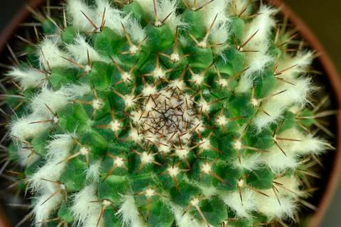 Close-up Cactus with flower Foto stock