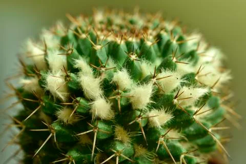 Close-up Cactus with flower Stock Photos