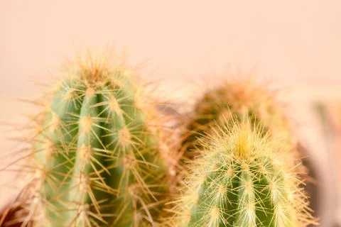 Close-up Cactus with flower Stock Photos