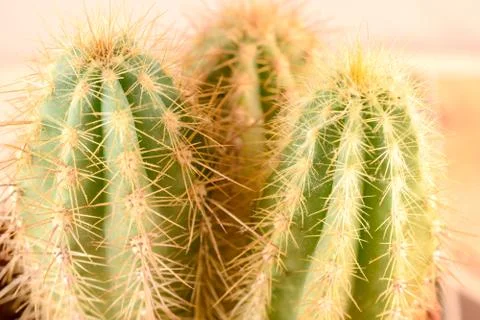 Close-up Cactus with flower Stock Photos