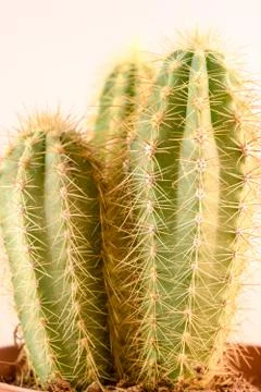 Close-up Cactus with flower Stock Photos