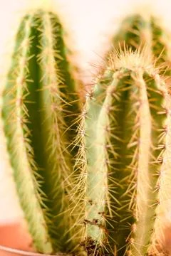 Close-up Cactus with flower Foto stock