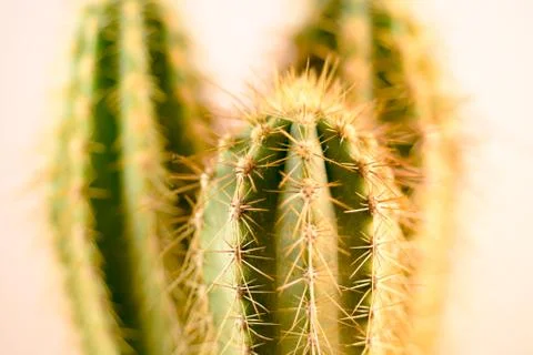 Close-up Cactus with flower Stock Photos