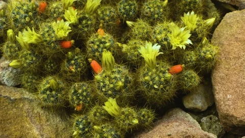 Close up of Cactus with flowers Stock Footage 143354325