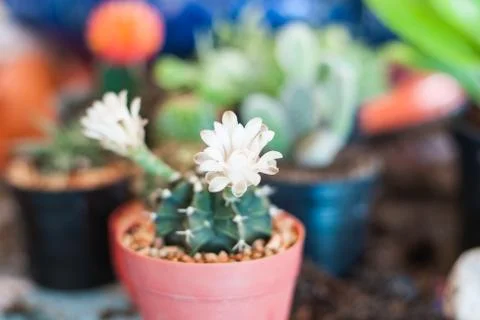 Close up of cactus flowers Stock Photos