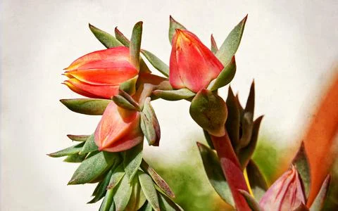 Close up of cactus flowers Stockfoto's