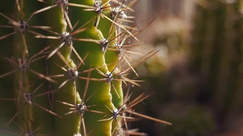 Close-up of a cactus Stock Footage 109276509