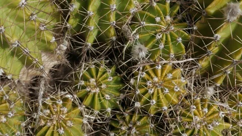 Close-up of a cactus Stock Footage 109276572
