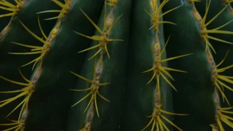 Close up of a cactus Stock Footage 142725642