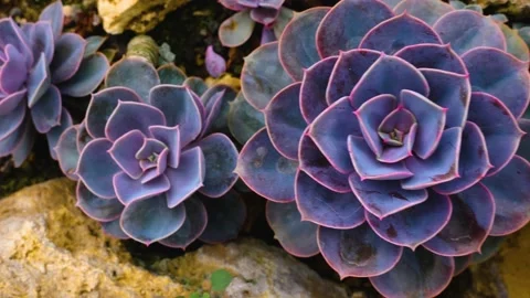 Close up from Cactus Stock Footage 143354526