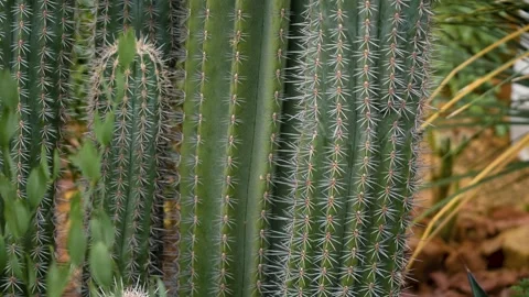 Close up of cactus  Stock Footage 144062721