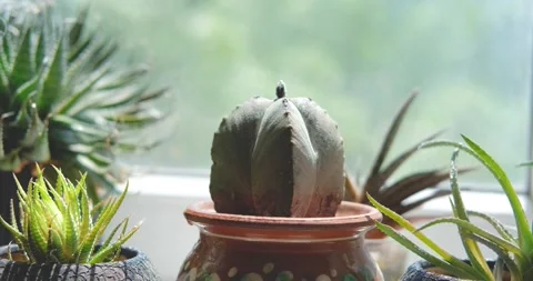 Close up of cactus Stock Footage 155105958