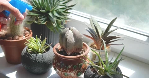 Close up of cactus Stock Footage 155105978