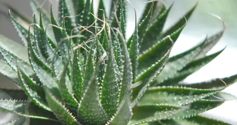 Close up of cactus Stock Footage 155105991