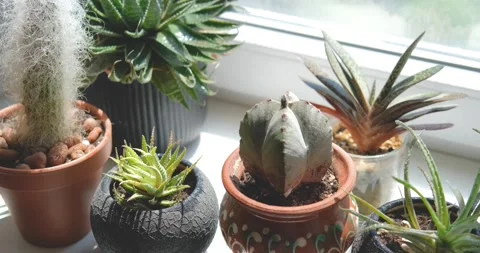 Close up of cactus Stock Footage 155105992