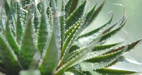 Close up of cactus Stock Footage 155105999