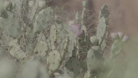 Close up cactus fruit Video stock 281859989
