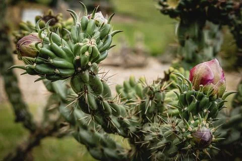 Close up of cactus in the garden Stock Photos