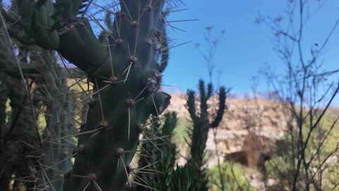 Close-Up Cactus with Hidden Catacombs in Background, Salina, Naxxar, Malta Stock Footage 339797541