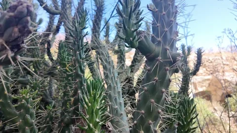 Close-Up Cactus with Hidden Catacombs in Background, Salina, Naxxar, Malta Stock Footage 341287013