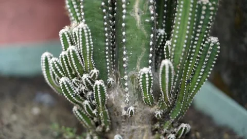Close up of cactus inside a pot with dirt and rock. Stock Footage 140884472