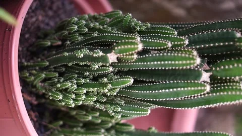 Close up of cactus inside a pot with dirt and rock at the house garden. Stock Footage 141707088