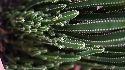 Close up of cactus inside a pot with dirt and rock at the house garden. Stock Footage 141707100