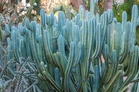 A close-up of a cactus with intricate needle patterns. Stock Photos