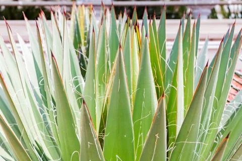 Close up cactus leaf pattern background Foto stock