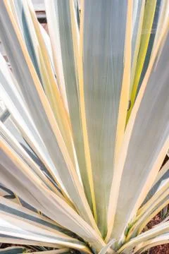 Close up cactus leaf pattern background Foto stock