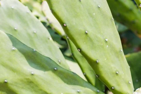 Close up cactus leaf pattern background Stock Photos